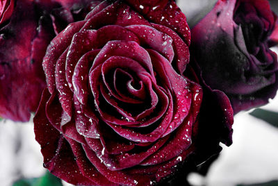 Close-up of wet red rose