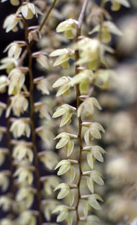 Close-up of white flowering plant