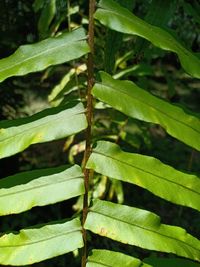 Full frame shot of fresh green leaves