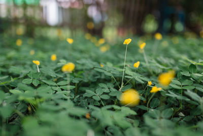 Close-up of yellow flowering plant on field