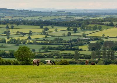 View of sheep grazing in field