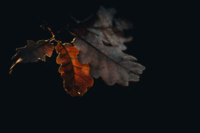 Close-up of dry maple leaves against black background
