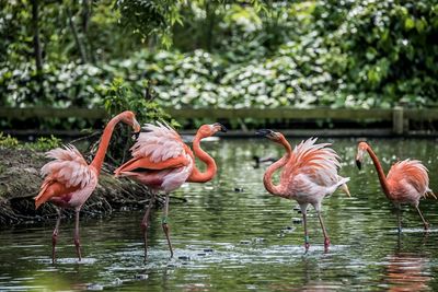 Flamingos in lake