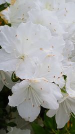 Close-up of white flowers