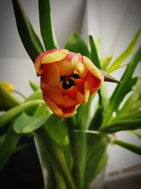 Close-up of orange tulip