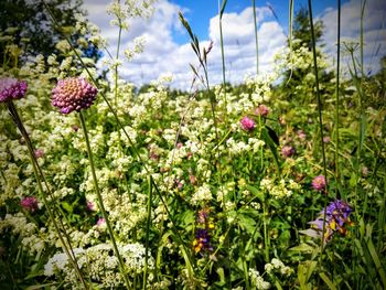 Close-up of pink flowering plants on field