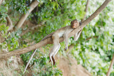 Lizard on branch