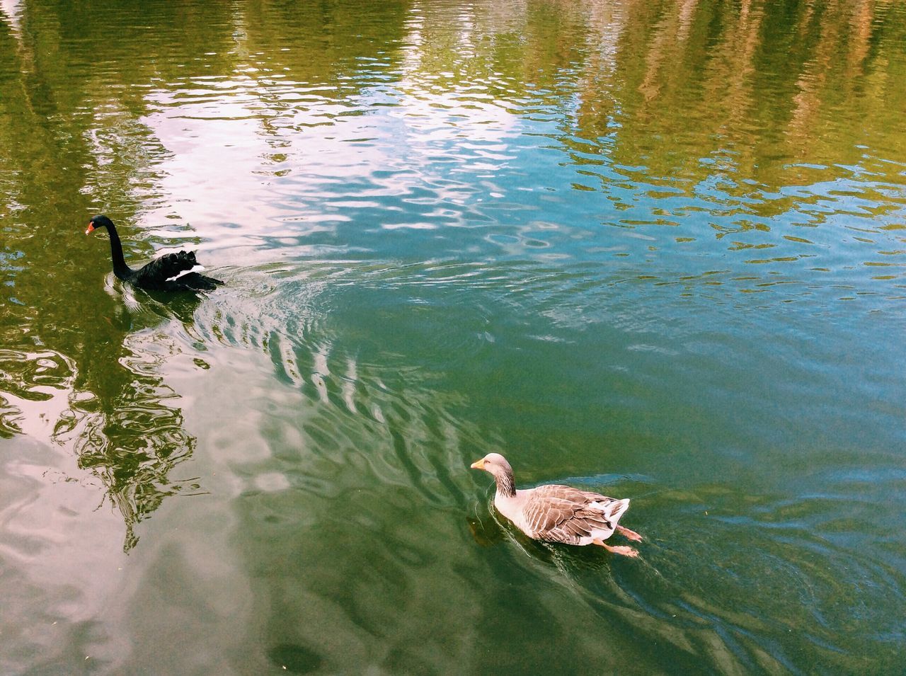 animal themes, water, animals in the wild, bird, lake, wildlife, swimming, duck, high angle view, waterfront, rippled, reflection, one animal, mallard duck, nature, water bird, two animals, floating on water, pond, outdoors