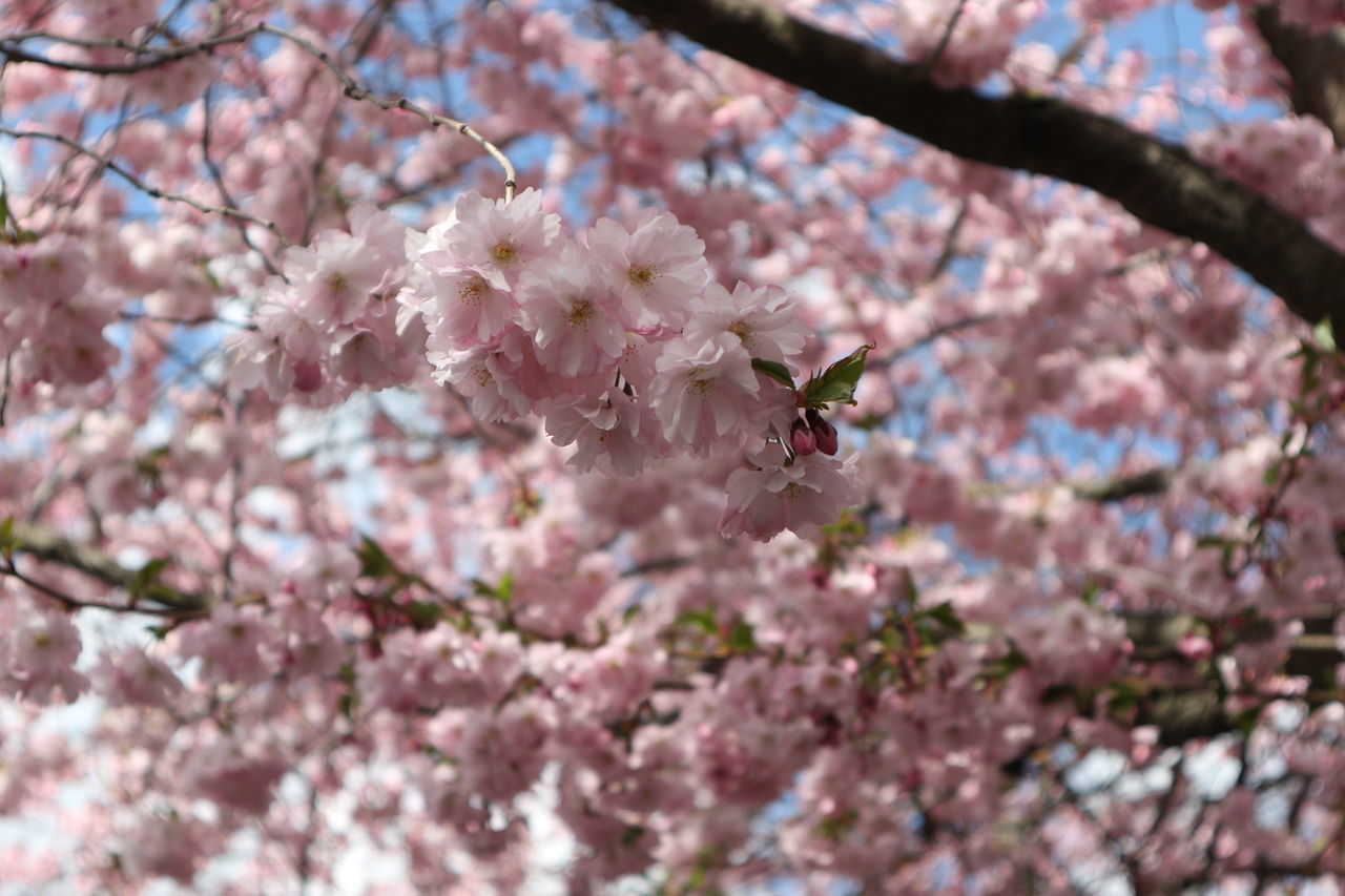 CLOSE-UP OF CHERRY BLOSSOM