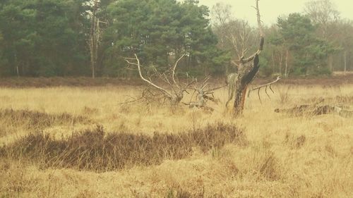 Trees in forest