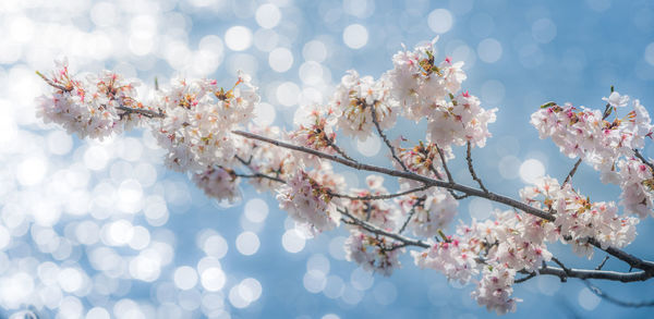 Low angle view of cherry blossoms growing on tree against sea