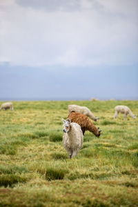 Llamas eating grass in the altiplano bolivia chile south america travel wildlife animals