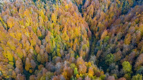 High angle view of trees in forest during autumn