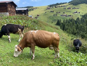 Cows grazing in field