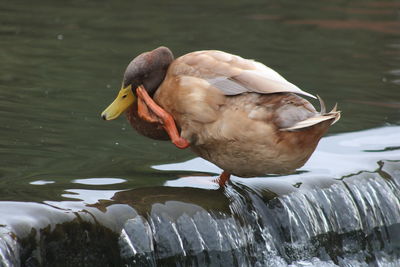 Close-up of birds perching on lake