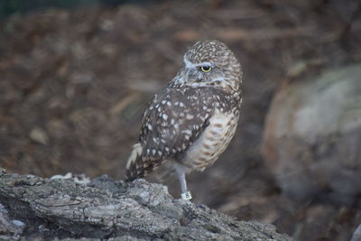 Close-up of bird perching on rock