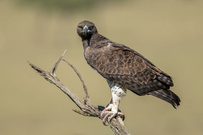 Martial eagle eyes camera from dead tree