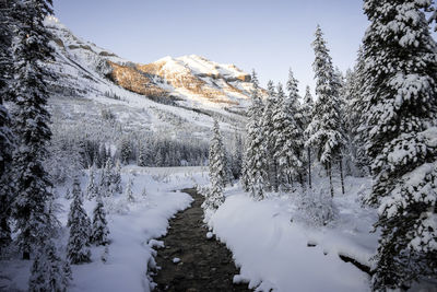 Snow covered plants by mountains against sky during winter