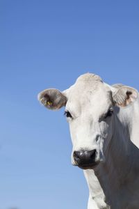 Portrait of cow against blue sky