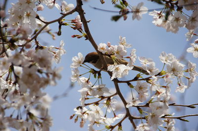 Low angle view of cherry blossom tree