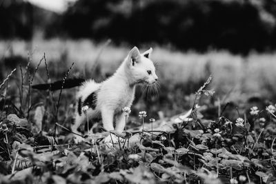 View of a cat on field