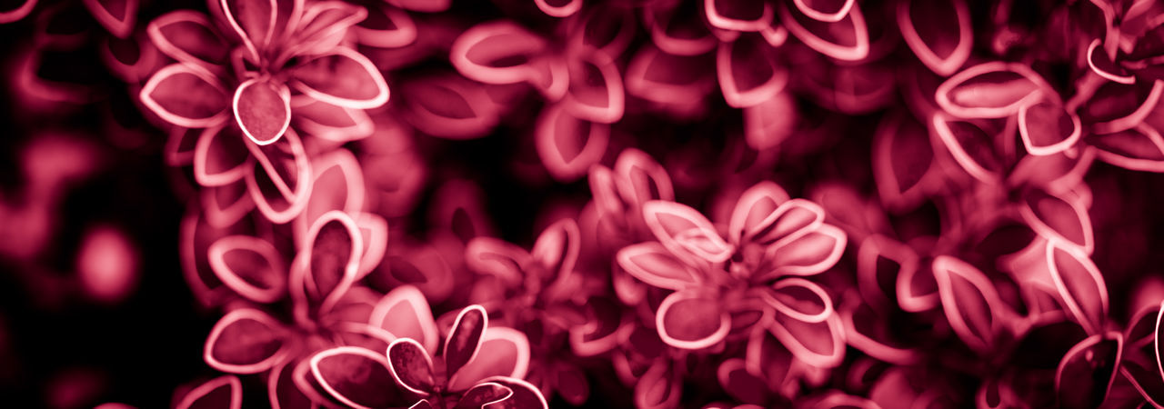 flower, pink, petal, beauty in nature, font, red, flowering plant, close-up, no people, backgrounds, full frame, plant, freshness, purple, nature, valentine's day, pattern, inflorescence