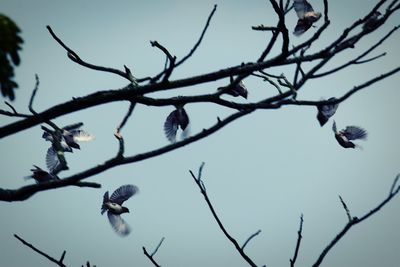 Low angle view of bird flying against clear sky