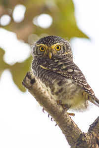 Close-up portrait of owl perching on branch