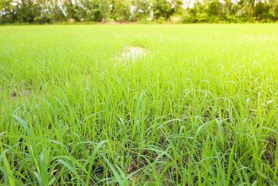 Surface level of grassy field