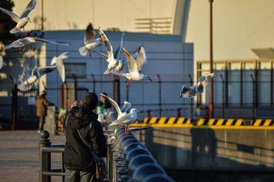 Rear view of man by seagulls flying in mid-air