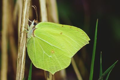 Close-up of insect on leaf