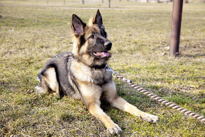 Lovely german shepherd in the outdoor	
