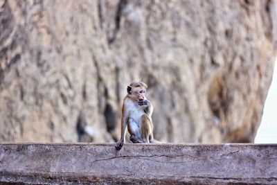 Close-up of monkey sitting on stone wall