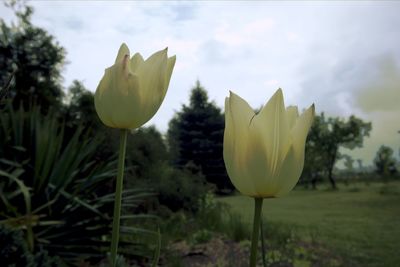 Close-up of fresh yellow flowering plants on field against sky