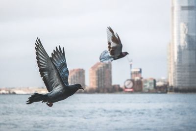 Pigeons flying over river against sky