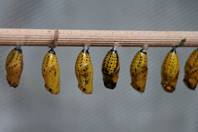 Close-up of butterfly cocoons hanging on a stick