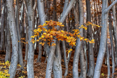 Close-up of tree trunk in forest during autumn