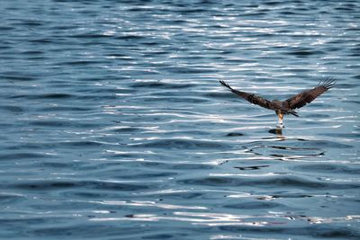 Bird flying over sea