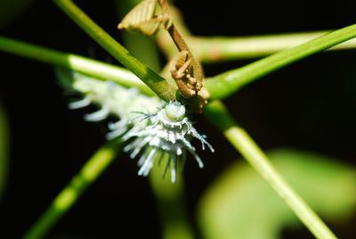 Close-up of insect on plant