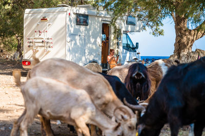 Cows on road