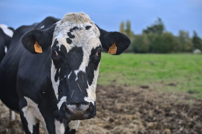 Portrait of cow on field