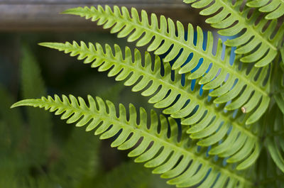 Close-up of succulent plant