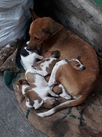 High angle view of dog sleeping