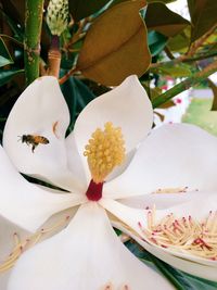 Close-up of white flowers