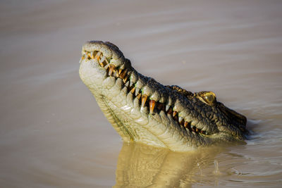 Close-up of crocodile swimming in river