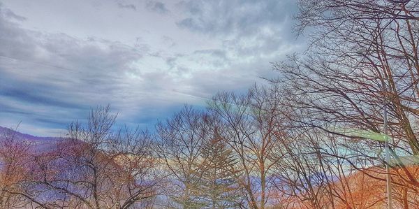 Low angle view of bare trees against sky