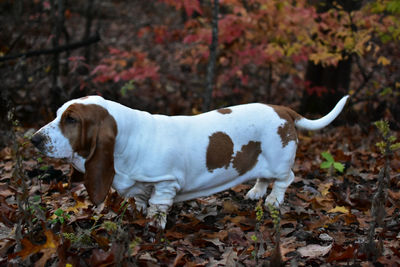Side view of dog on field during autumn