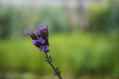 Close-up of purple flower blooming outdoors