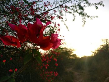 Low angle view of red flower tree against sky