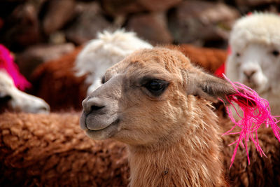 Close-up of an llama